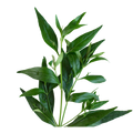 Andrographis