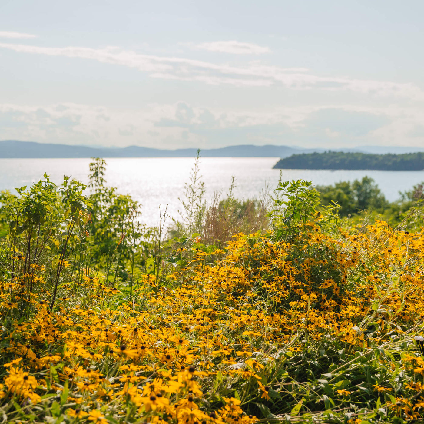 urban-moonshine-bitters-hero