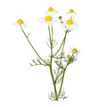 Chamomile